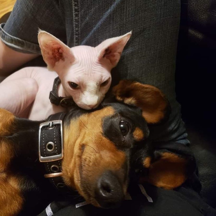 sphynx n weenie